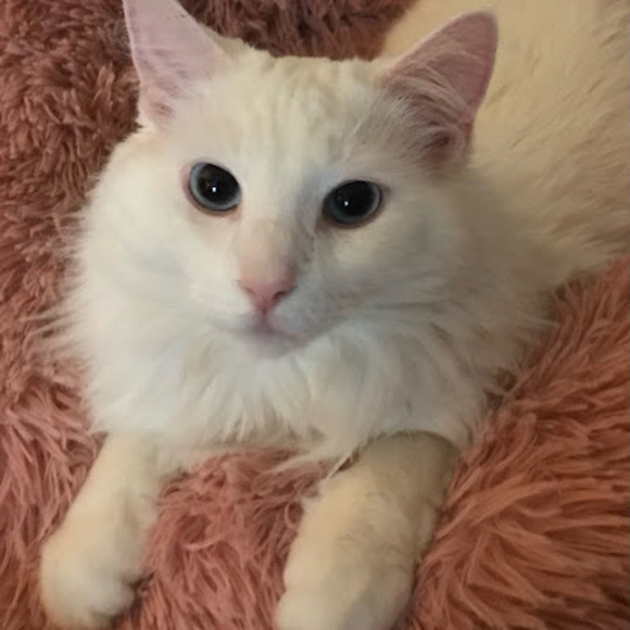 Meet your Posher, Susie marie - Picture 1 of 1